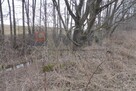 Działka budowlana Wronka - 4
