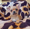 Chihuahua piesek krótkowłosy ZKWP FCI - 6