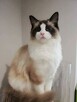Cudowne kocięta ragdoll rodowód FPL- rezerwacja - 6