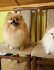 Szpice miniaturowe -Pomeranian -piękne rodowodowe szczenięta - 6