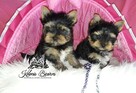 Yorkshire Terrier Biewer Blueberry piesek Paszport!! - 6