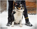 Ginny, uwielbiająca człowieka, przekochana sunia - 3