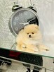 Szpice miniaturowe -Pomeranian -piękne rodowodowe szczenięta - 4