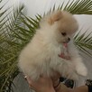 Szpice miniaturowe -Pomeranian -piękne rodowodowe szczenięta - 3