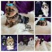 Yorkshire Terrier Biewer Blueberry piesek Paszport!! - 13