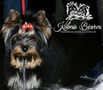 Yorkshire Terrier Biewer Blueberry piesek Paszport!! - 3