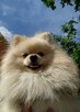 Szpice miniaturowe -Pomeranian -piękne rodowodowe szczenięta - 7