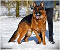 Ares, piękny, wesoły, dostojny i mądry pies - 1