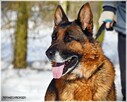 Ares, piękny, wesoły, dostojny i mądry pies - 5