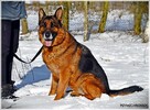 Ares, piękny, wesoły, dostojny i mądry pies - 4