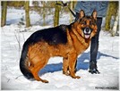 Ares, piękny, wesoły, dostojny i mądry pies - 6