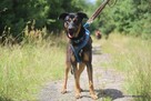 HOLI - super przyjacielska, wesoła, aktywna, młodziutka suni - 12