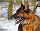 Ares, piękny, wesoły, dostojny i mądry pies - 8
