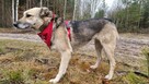 Przyjazna, niekonfliktowa Luba - wspaniała suczka szuka domu - 2
