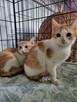 Franek i Tomek, 6 miesięczne kocurki adopcja - 1