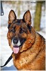 Ares, piękny, wesoły, dostojny i mądry pies - 7