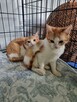 Franek i Tomek, 6 miesięczne kocurki adopcja - 4