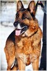 Ares, piękny, wesoły, dostojny i mądry pies - 2