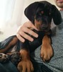 Psiaki z domowej paki/ 2 suczki dobermana szukaja domu - 3