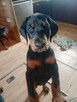 Psiaki z domowej paki/ 2 suczki dobermana szukaja domu - 2