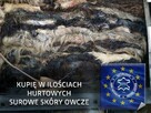 Surowa skóra owcza, wełna owcza, skóry filcowane jagnięce - 2
