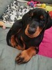 Psiaki z domowej paki/ 2 suczki dobermana szukaja domu - 4