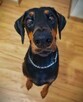 Psiaki z domowej paki/ 2 suczki dobermana szukaja domu - 6