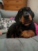 Psiaki z domowej paki/ 2 suczki dobermana szukaja domu - 1