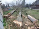 WYCINKA DRZEW, ALPINISTYKA, UTYLIZACJA ODPADÓW DRZEWNYCH - 13
