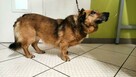 Kochana proludzka sunia szuka PILNIE dobrego domku - 5