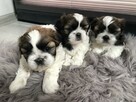 Szczeniaki Shih-Tzu - 3