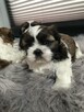 Szczeniaki Shih-Tzu - 1