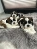 Szczeniaki Shih-Tzu - 2