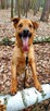 Do adopcji Sylwek, 2lata, 19kg, wesołek, aktywny - 13