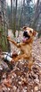 Do adopcji Sylwek, 2lata, 19kg, wesołek, aktywny - 4
