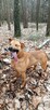 Do adopcji Sylwek, 2lata, 19kg, wesołek, aktywny - 6
