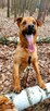 Do adopcji Sylwek, 2lata, 19kg, wesołek, aktywny - 15