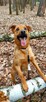 Do adopcji Sylwek, 2lata, 19kg, wesołek, aktywny - 9