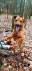 Do adopcji Sylwek, 2lata, 19kg, wesołek, aktywny - 2