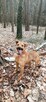 Do adopcji Sylwek, 2lata, 19kg, wesołek, aktywny - 8