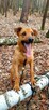 Do adopcji Sylwek, 2lata, 19kg, wesołek, aktywny - 12