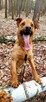 Do adopcji Sylwek, 2lata, 19kg, wesołek, aktywny - 14