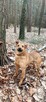 Wesoły, aktywny pies do adopcji, Sylwek szuka domu - 6