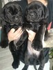 Cane corso italiano - 3