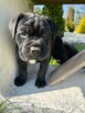 Cane corso italiano - 1
