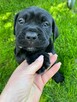 Cane corso italiano - 2