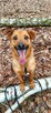 Do adopcji wesoły, pozytywny młodziak Sylwek 2letni - 8