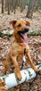 Do adopcji Sylwek, 2lata, 19kg, wesołek, aktywny - 11