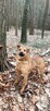 Do adopcji Sylwek, 2lata, 19kg, wesołek, aktywny - 7