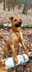 Do adopcji Sylwek, 2lata, 19kg, wesołek, aktywny - 10